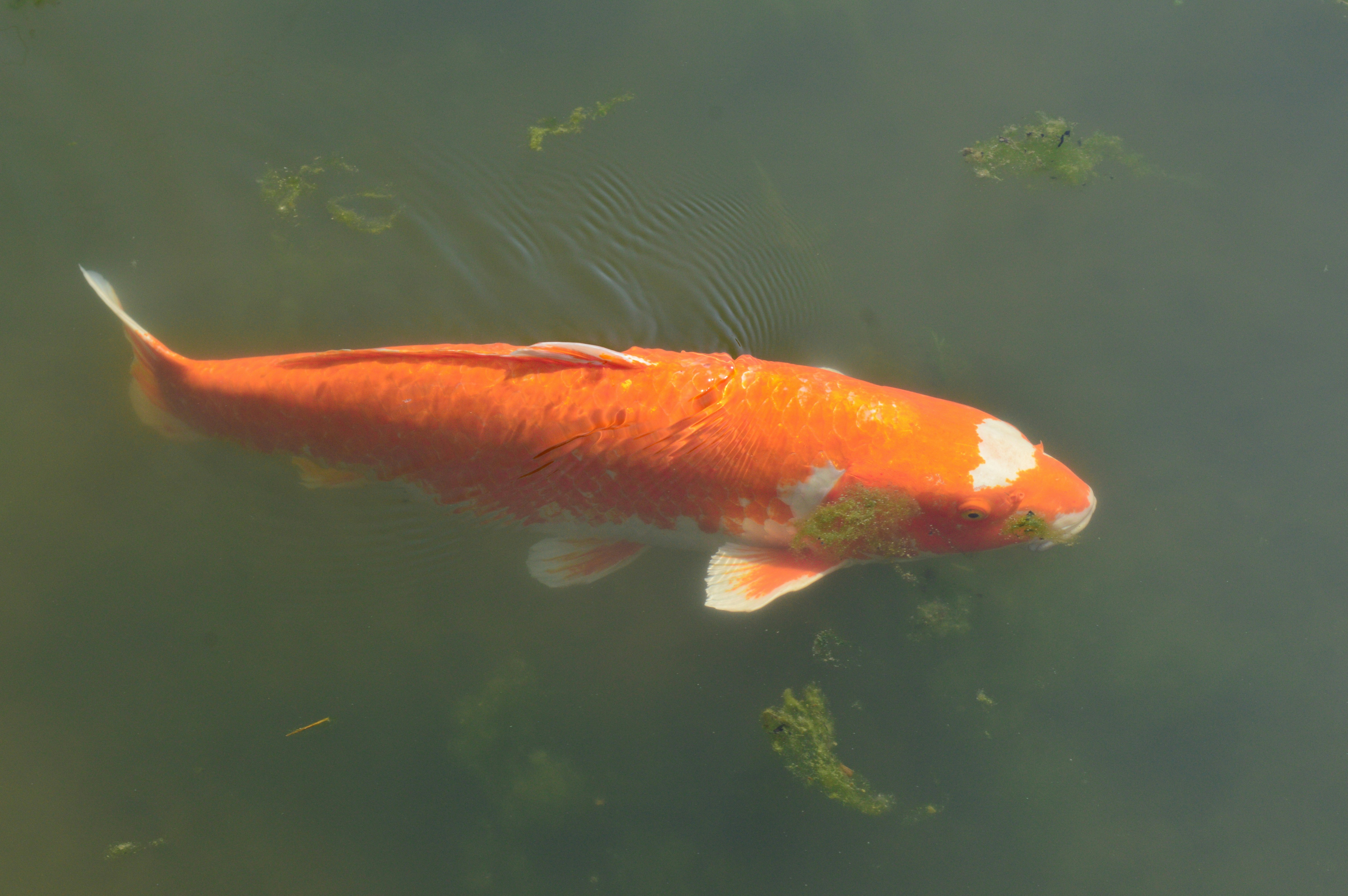 a large orange fish swimming in a pond