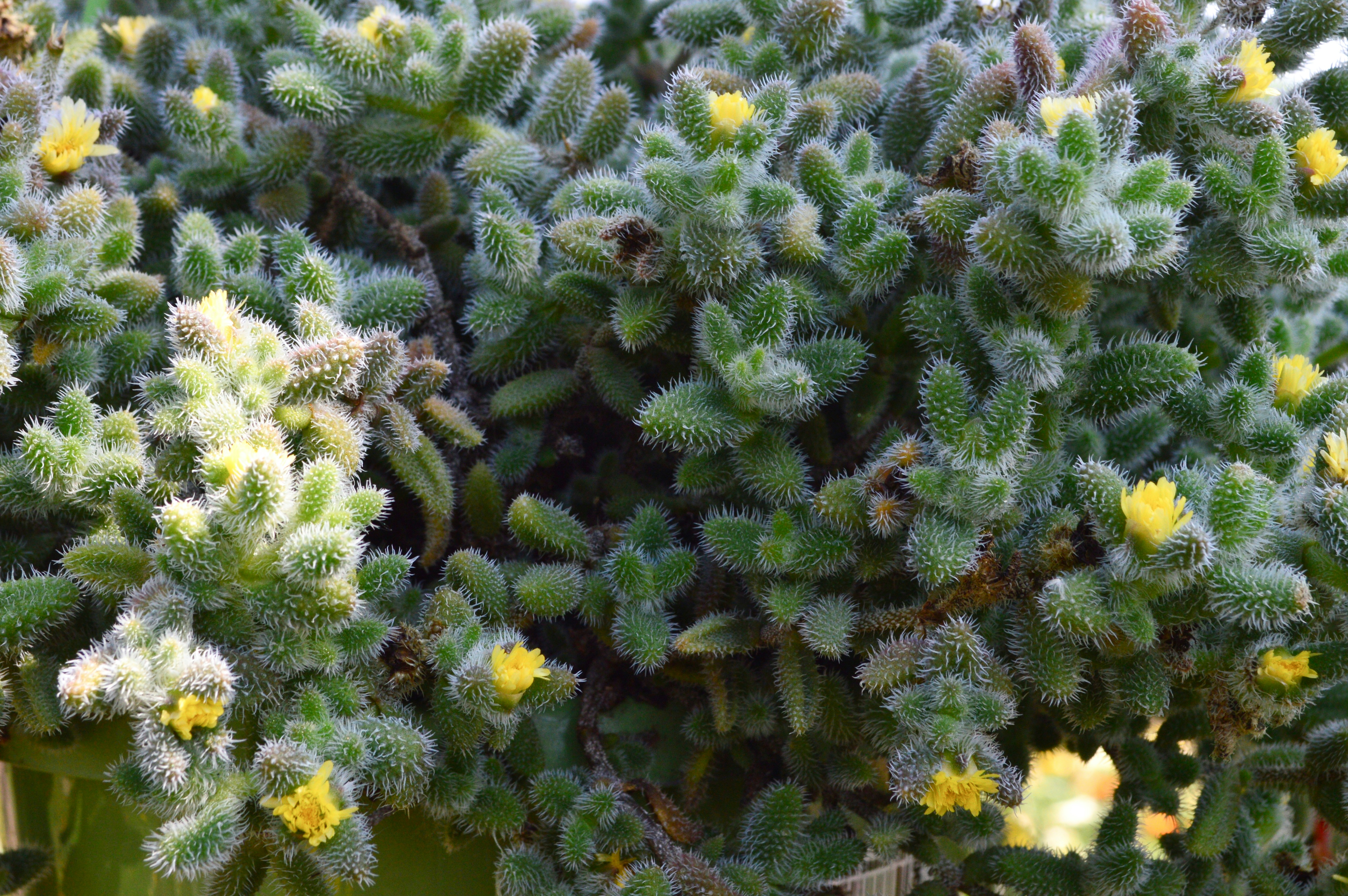 a bunch of green plants with yellow flowers
