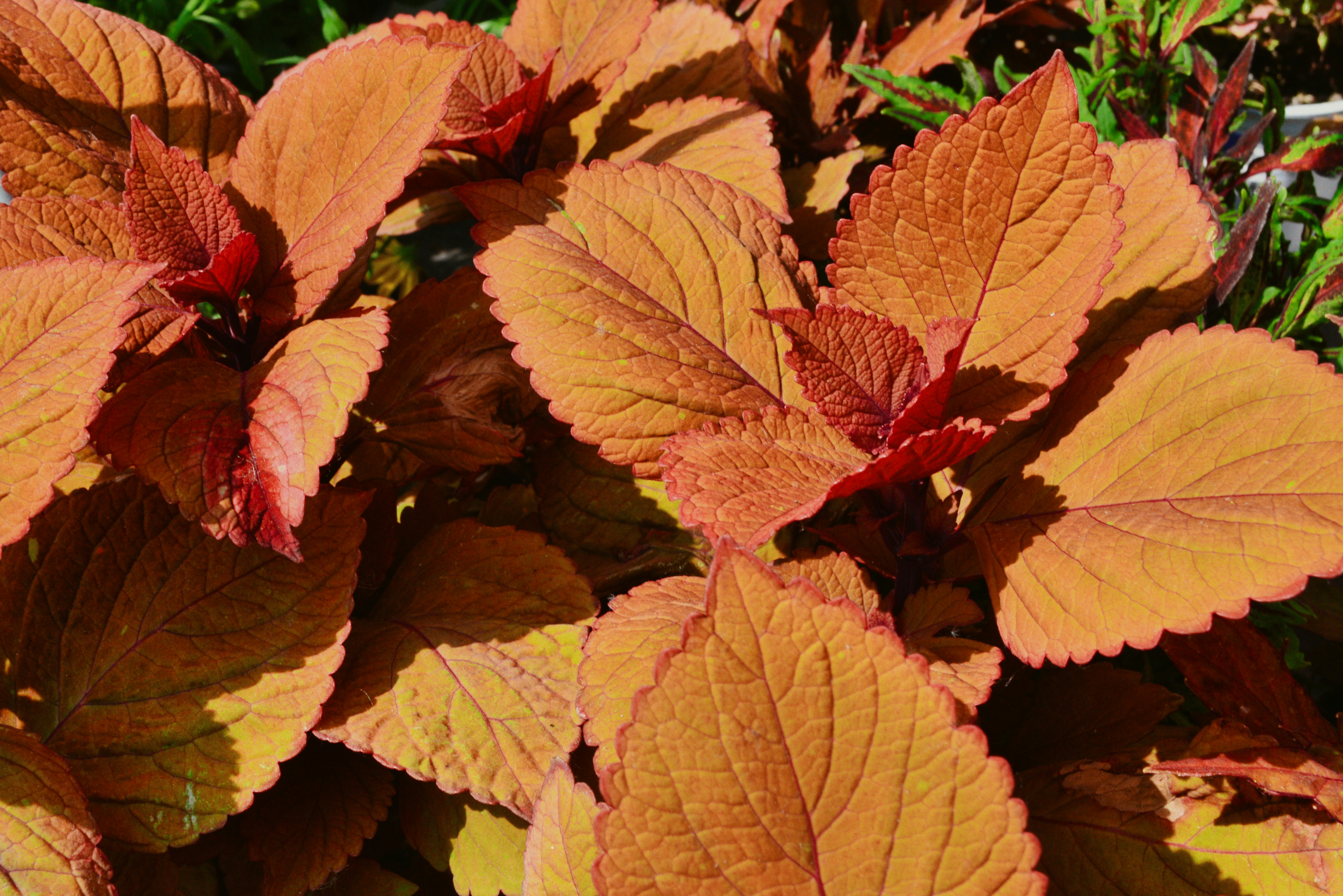 a close up of a plant with red and yellow leaves