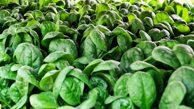 Farmers carefully packing vibrant green spinach leaves into eco-friendly baskets for delivery.