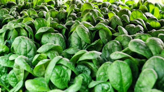A dense cluster of fresh spinach leaves, with vibrant green hues and a healthy, crisp appearance.