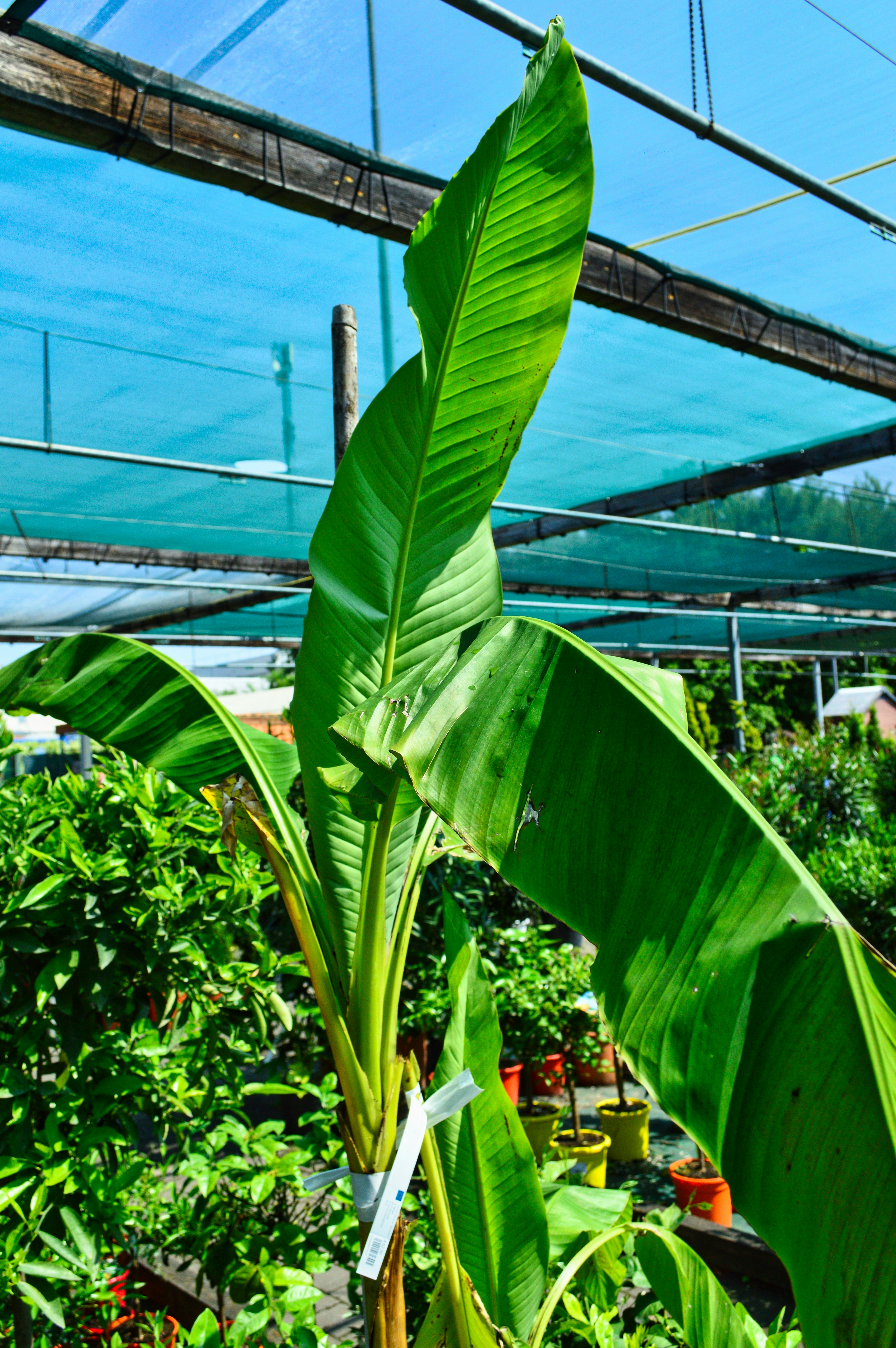 a banana tree in a greenhouse with lots of plants