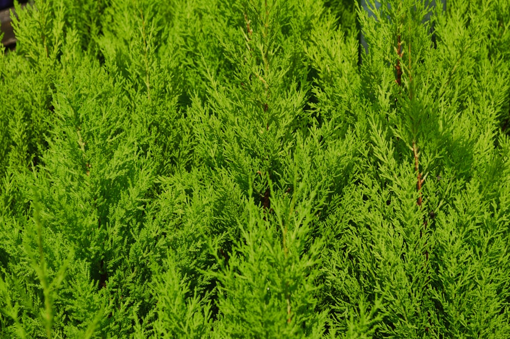 a close up of a green plant with lots of leaves