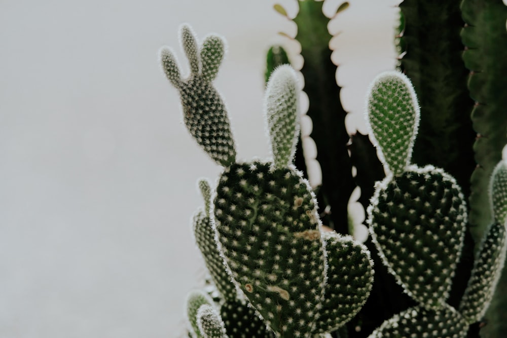 a close up of a green cactus plant