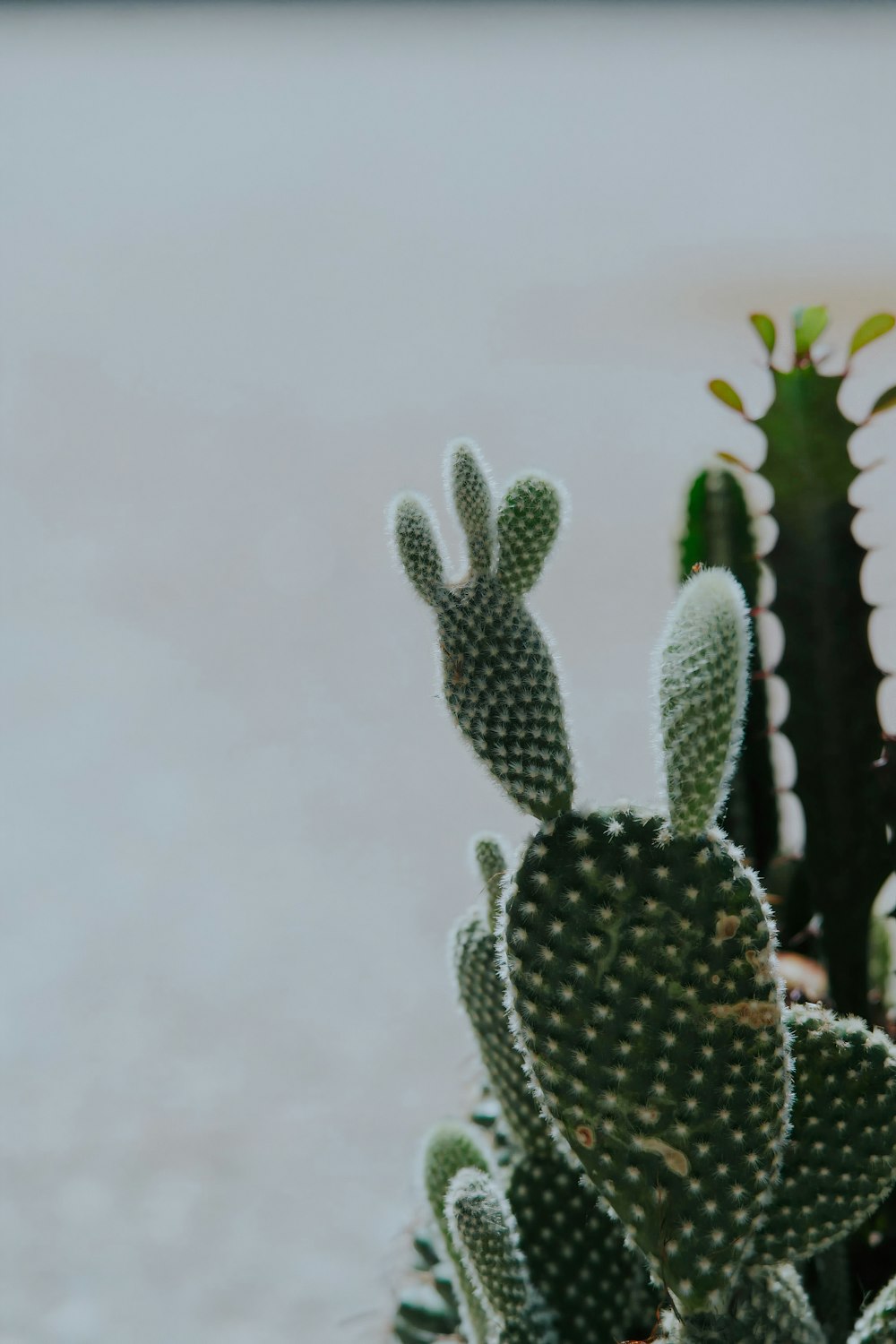 a close up of a cactus plant in a pot