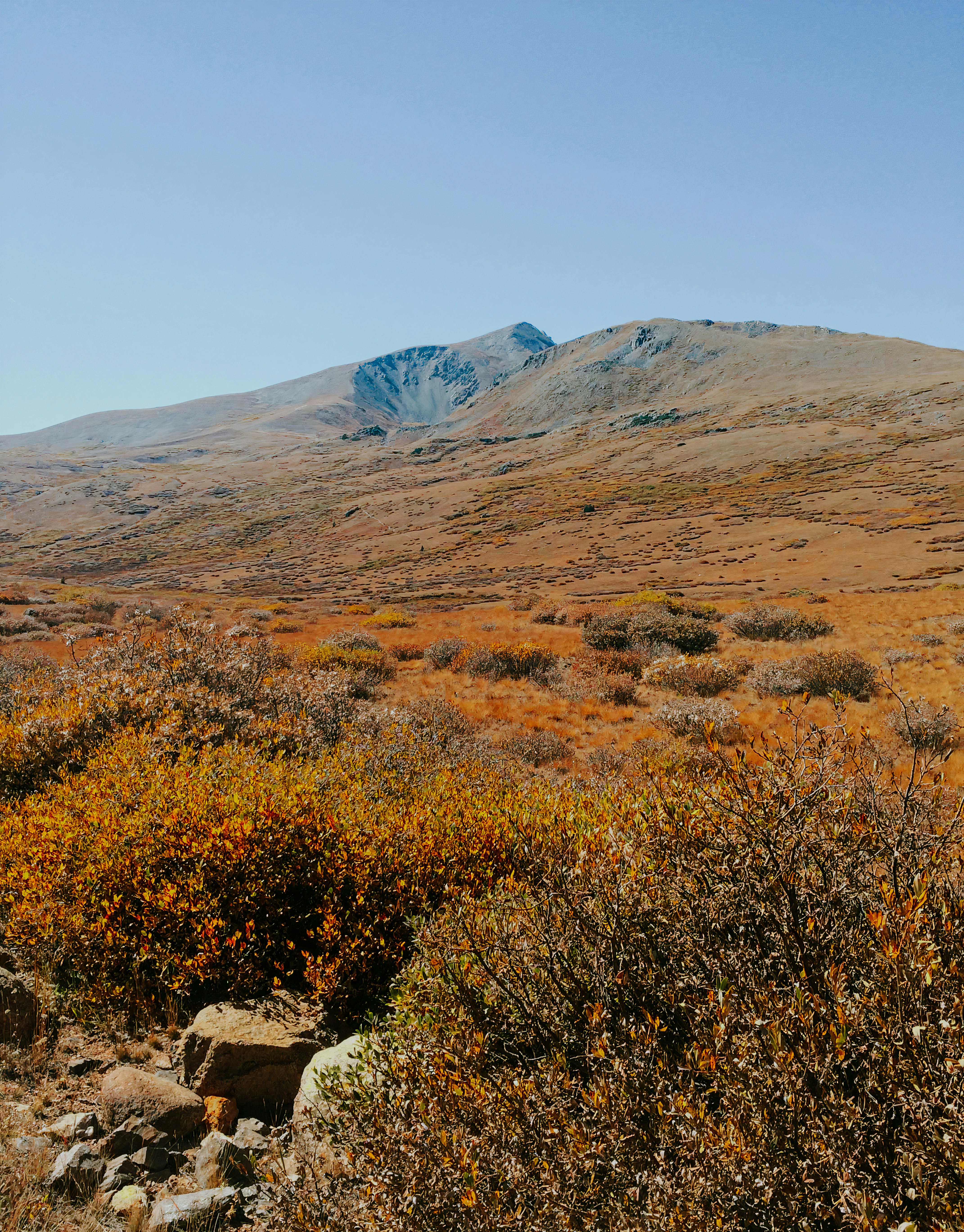 Un champ avec une montagne en arrière-plan