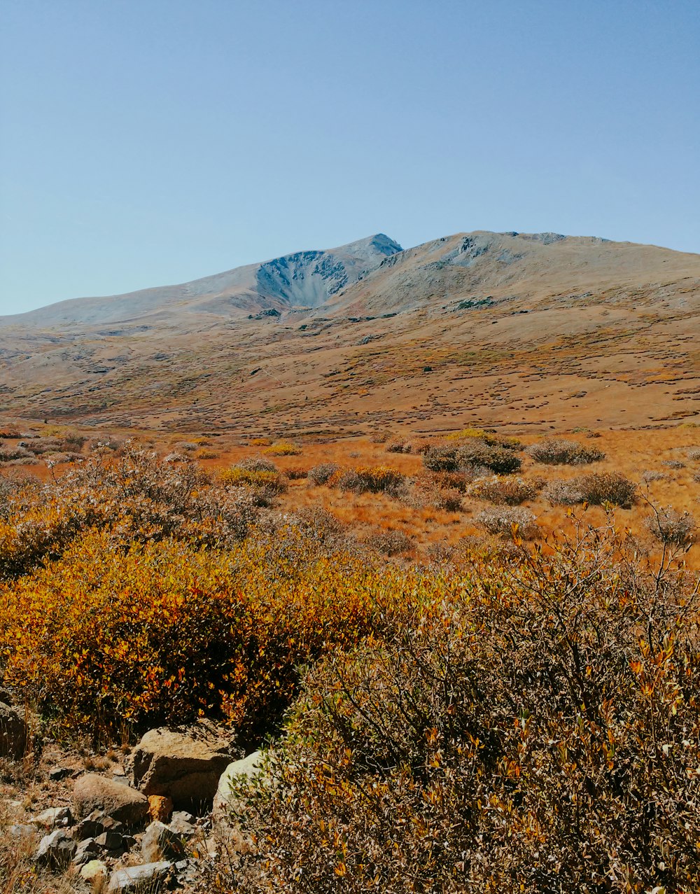 a field with a mountain in the background