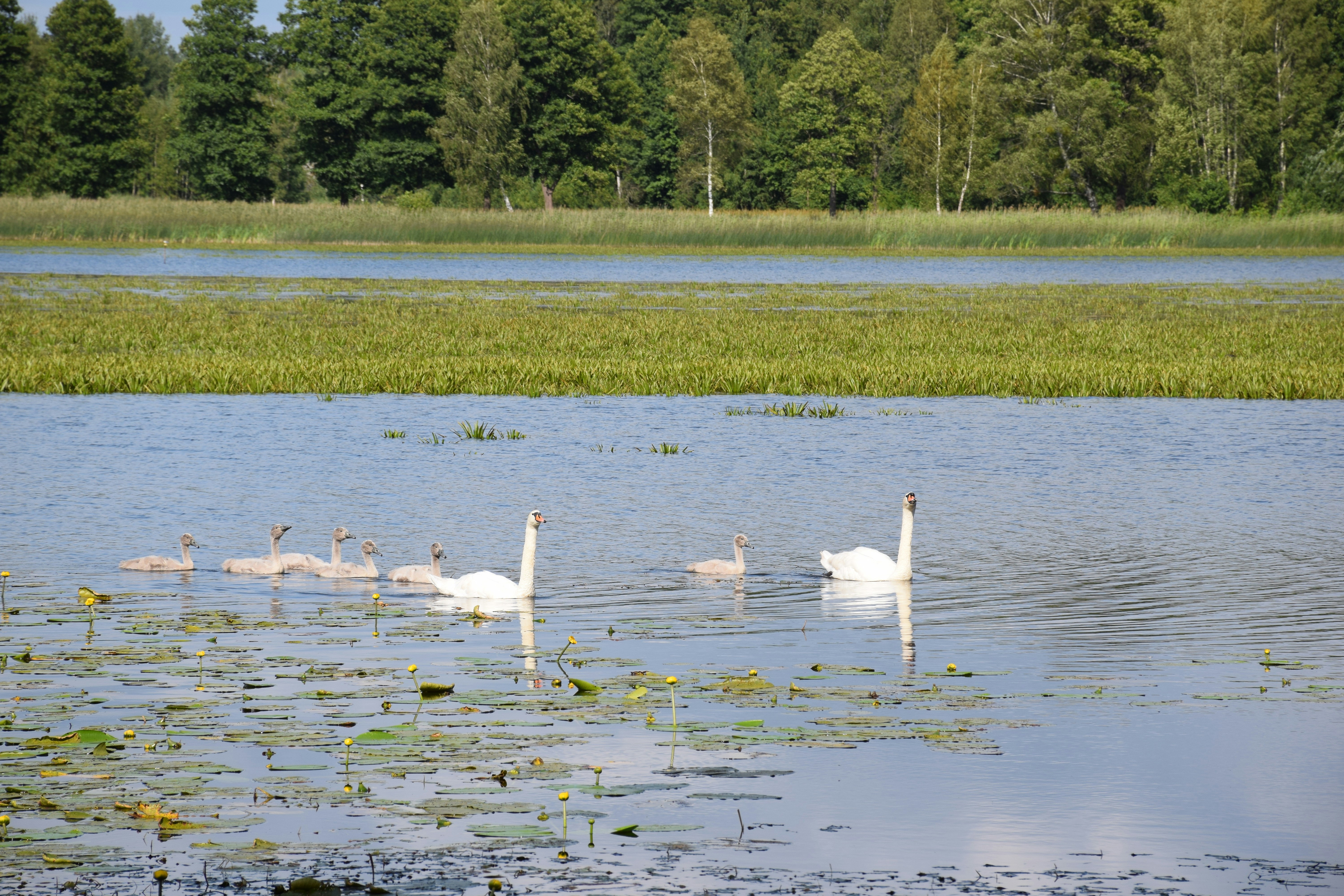 a group of swans swimming on top of a lake