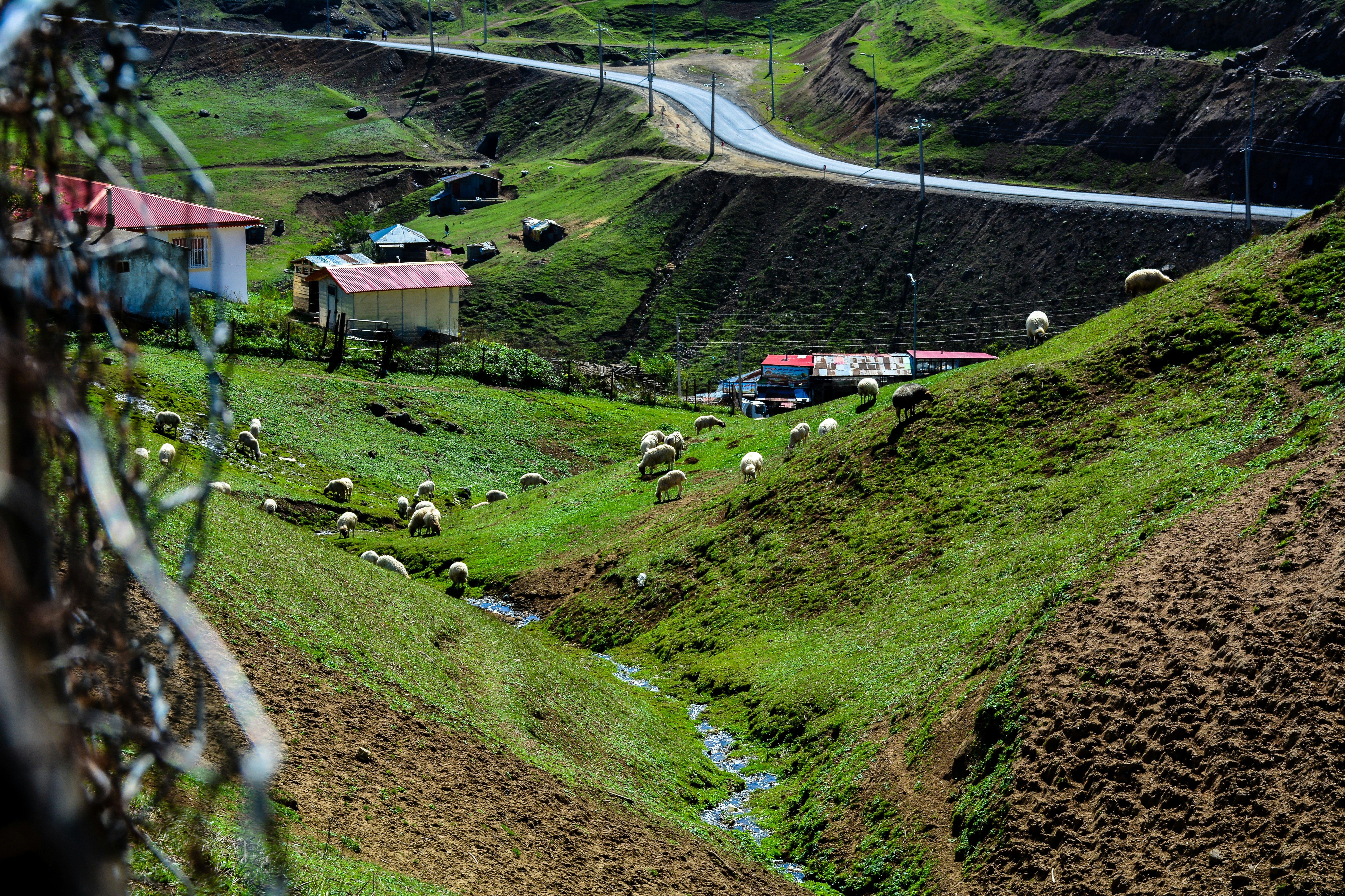 a herd of sheep grazing on a lush green hillside