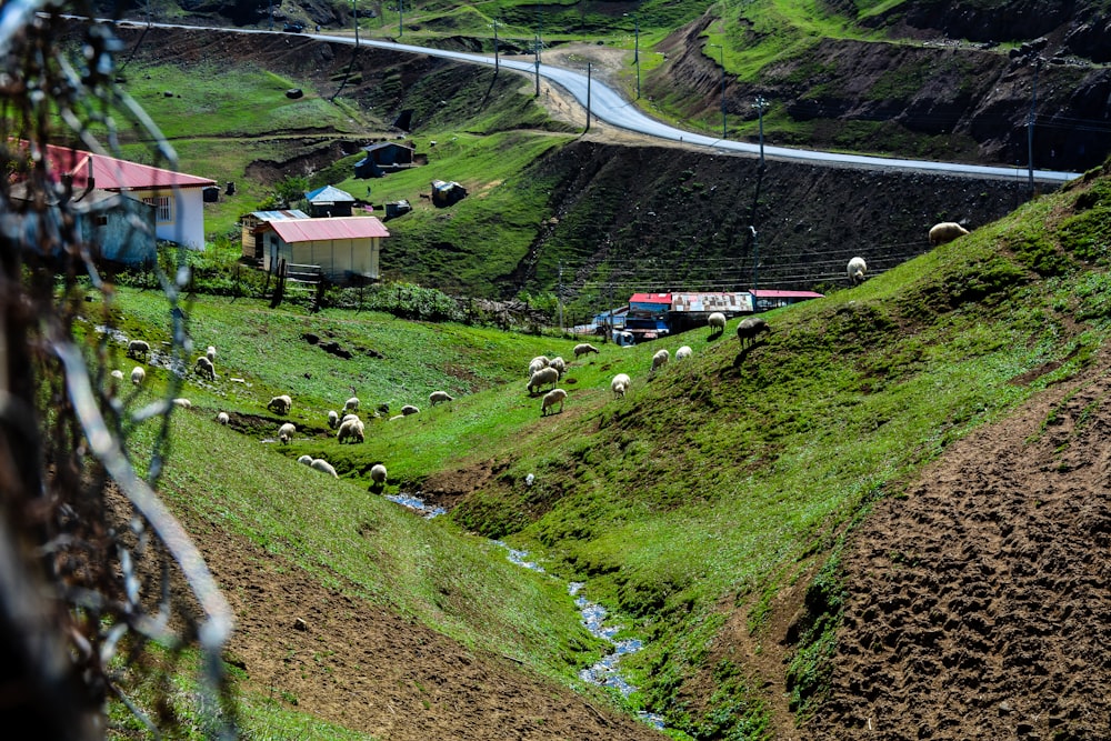 a herd of sheep grazing on a lush green hillside