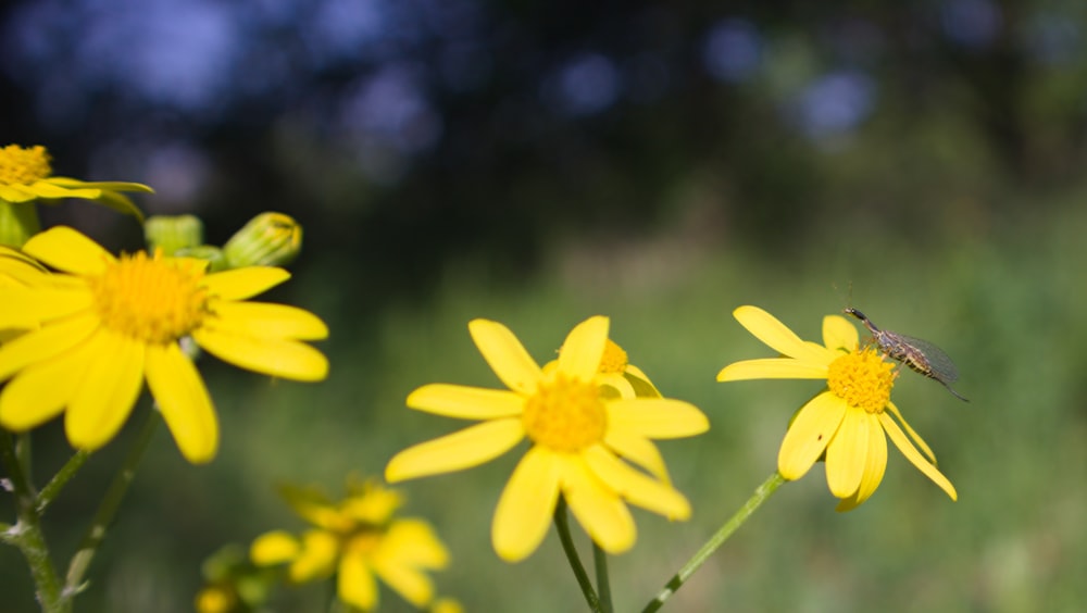 a bee is sitting on a yellow flower