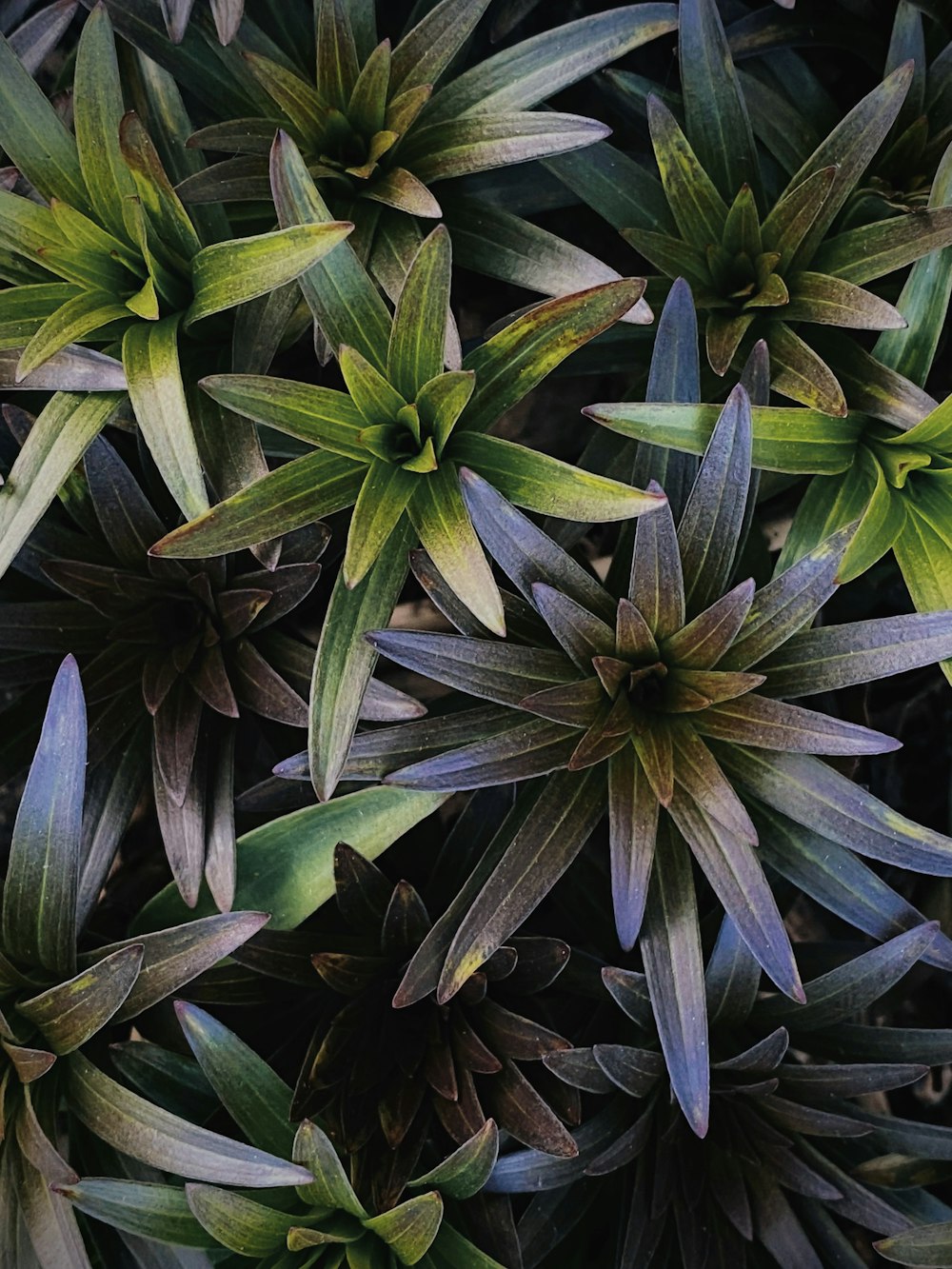 a close up of a plant with green leaves