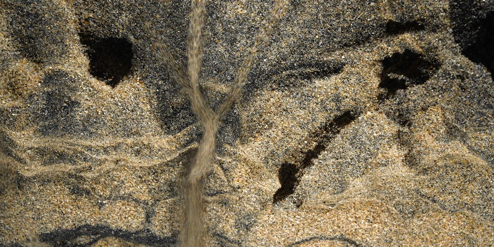 a close up of a rock with a tree growing out of it