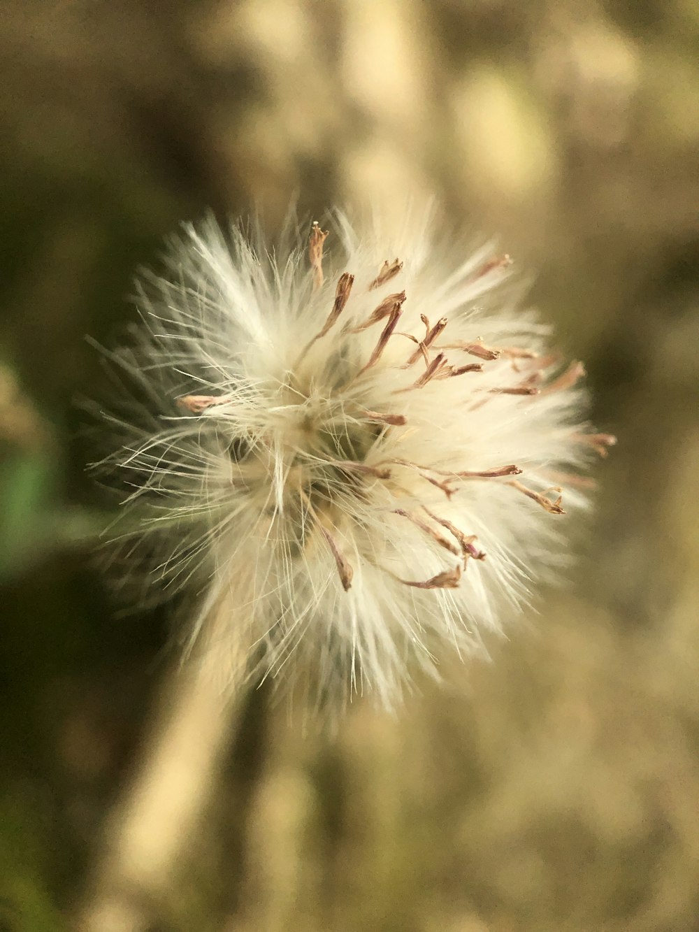 a close up of a dandelion in a field