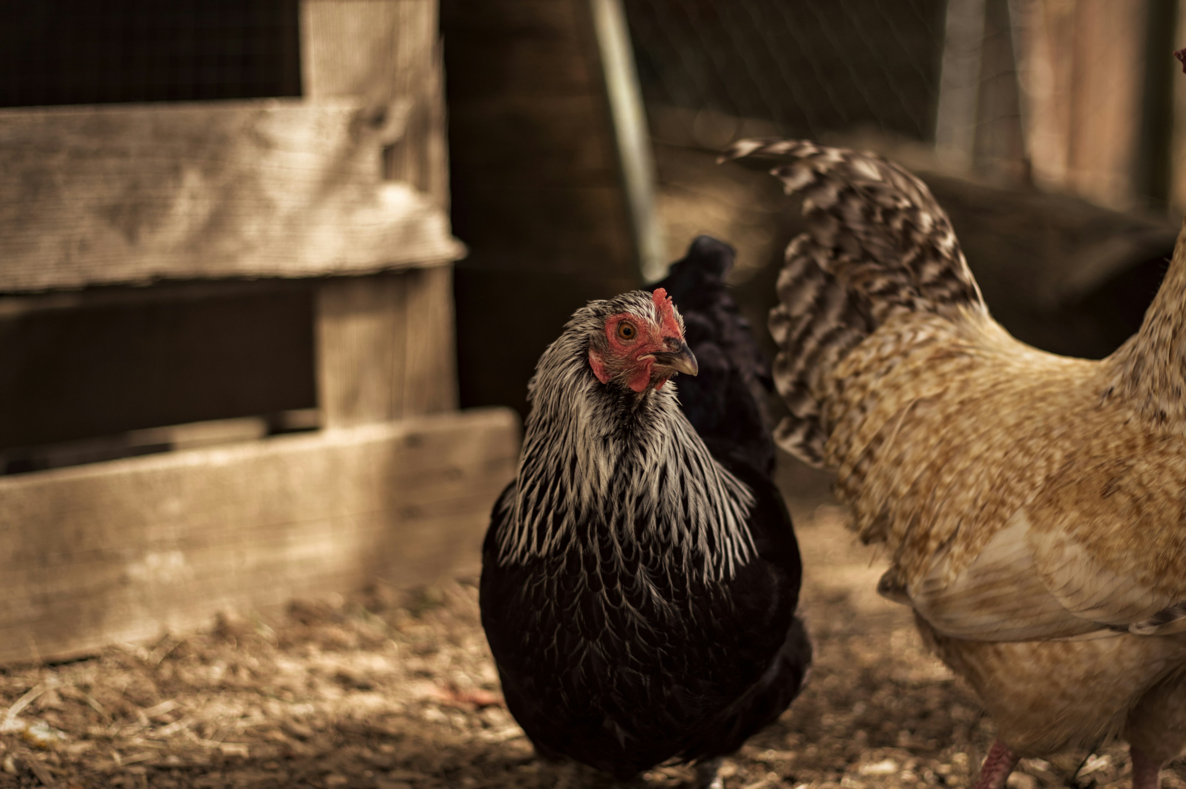 chicken farm wallpaper, wallpaper, Bisnis Ayam Potong: Peluang, Modal, dan Cara Sukses 2