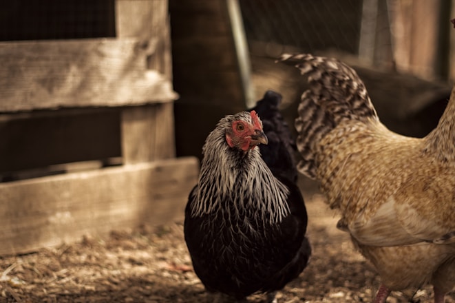 a group of chickens standing next to each other