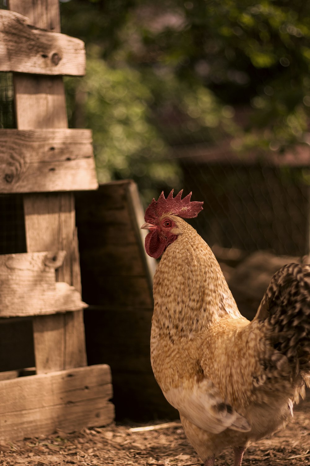 a brown and white chicken standing next to a wooden fence