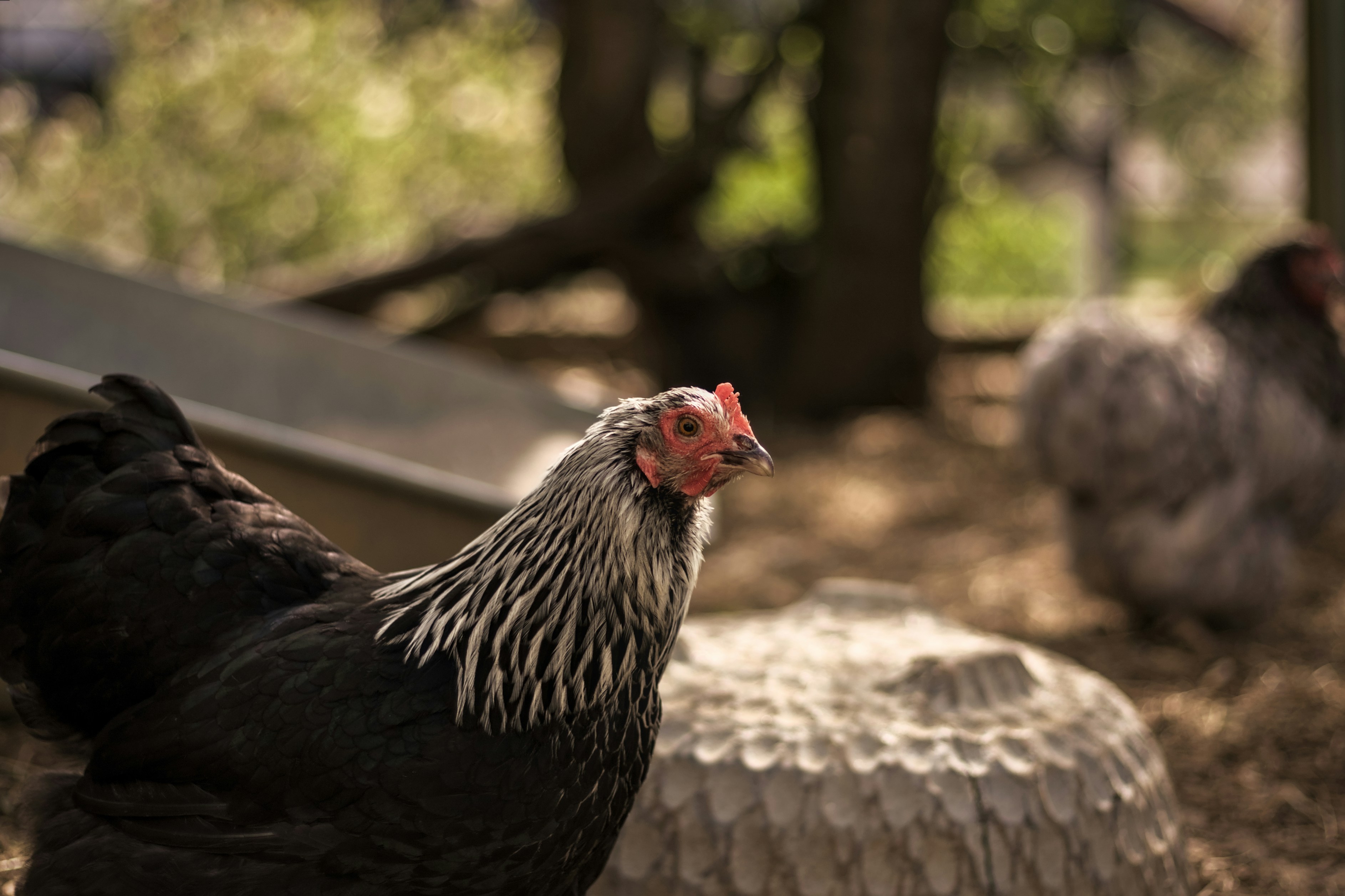 chicken farm wallpaper, wallpaper, Bisnis Ayam Potong: Peluang, Modal, dan Cara Sukses 5