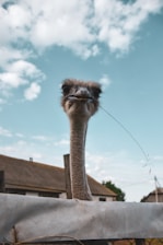 An ostrich with a curious expression looks directly at the camera, its beak slightly open and a piece of grass hanging from it. The bird's long neck extends above a fence, with thatched-roof buildings in the background under a blue sky dotted with scattered clouds.