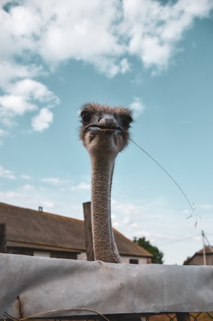 An ostrich with a curious expression looks directly at the camera, its beak slightly open and a piece of grass hanging from it. The bird's long neck extends above a fence, with thatched-roof buildings in the background under a blue sky dotted with scattered clouds.
