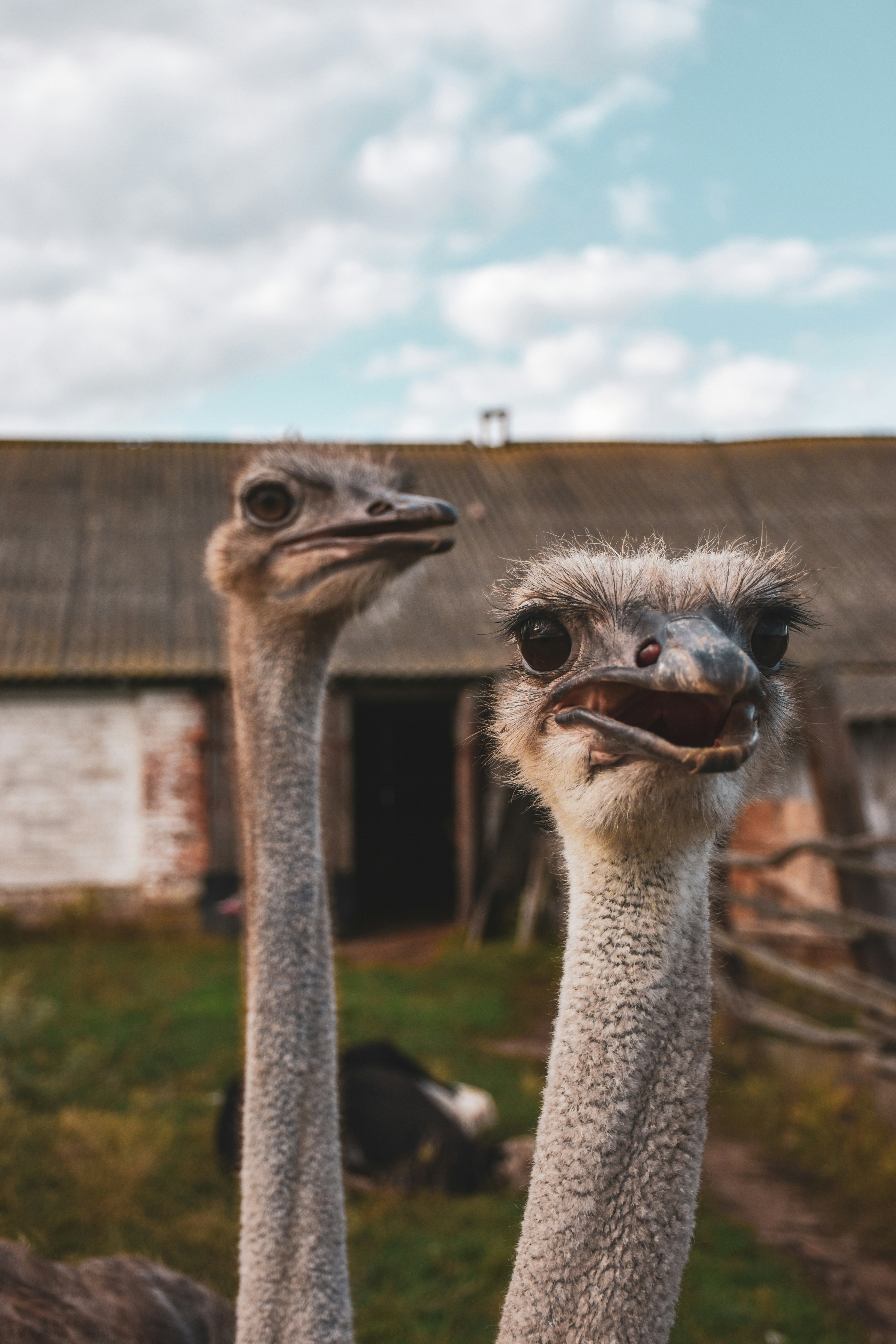 Two ostriches standing next to each other in front of a building photo ...