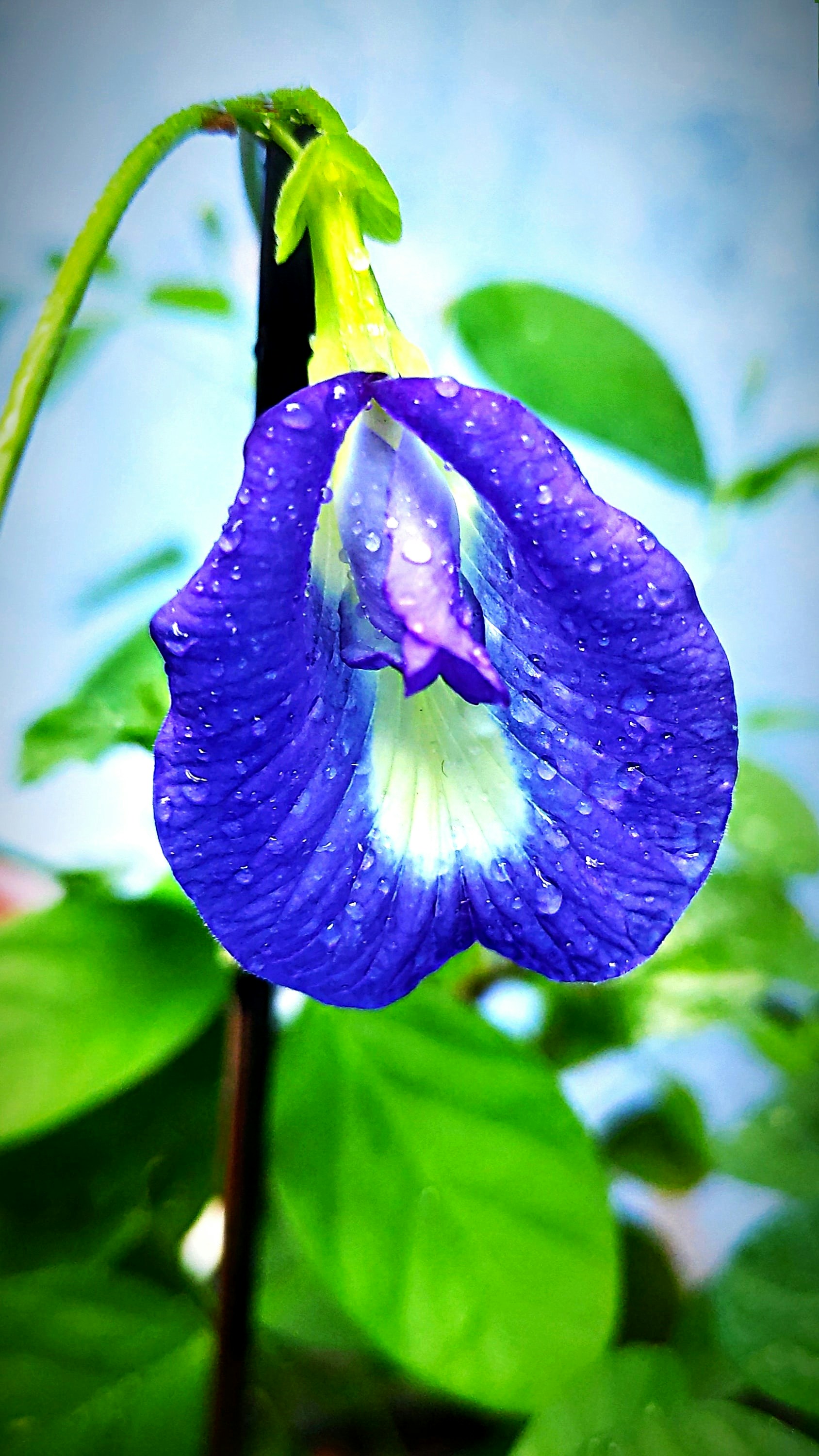 Photo by srinivas75
