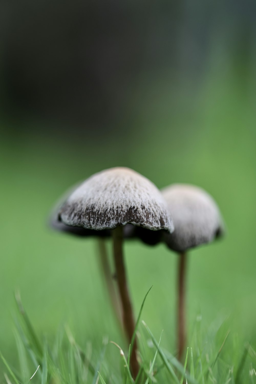 a couple of mushrooms sitting on top of a lush green field