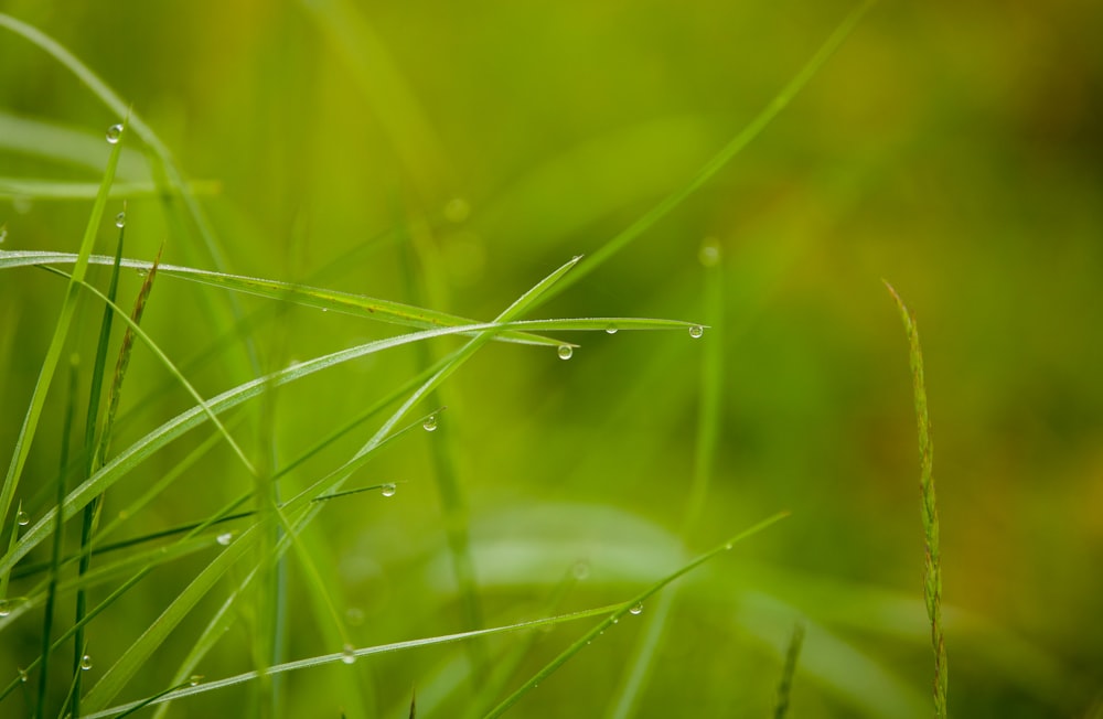 a close up of grass with drops of water on it