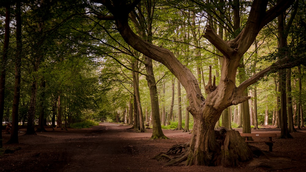uma árvore grande sentada no meio de uma floresta