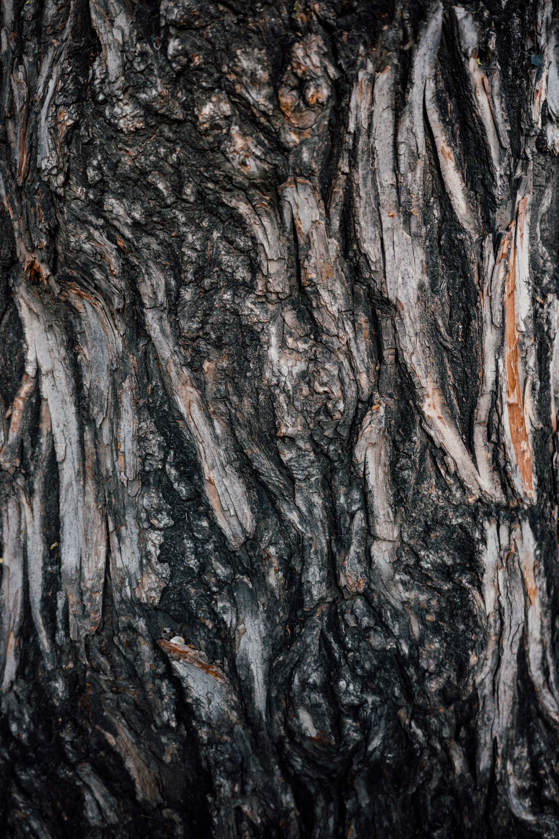 the bark of a tree is black and brown