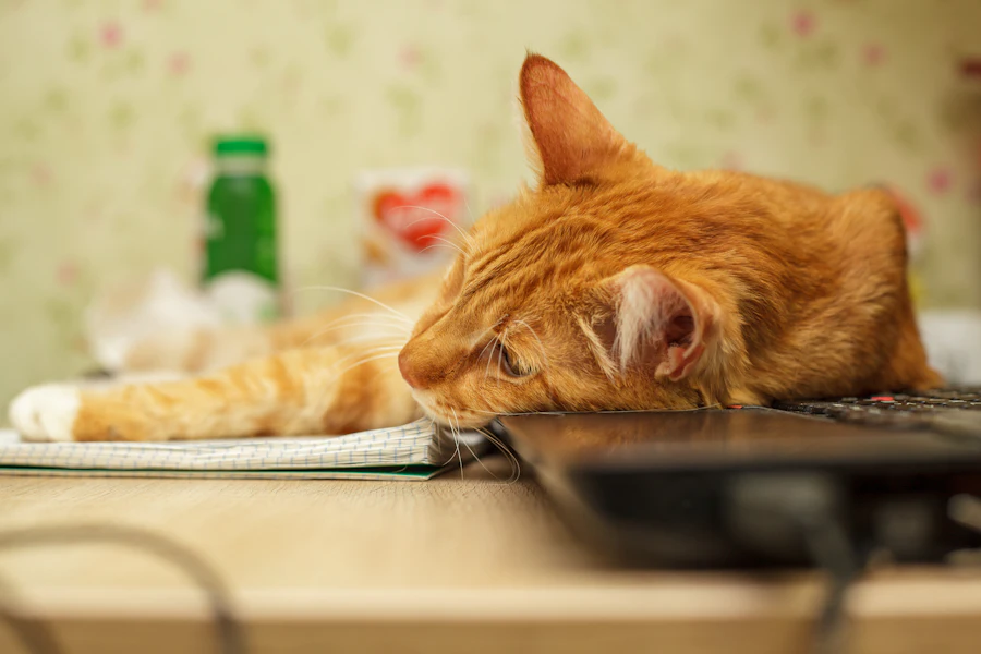 Turuncu tekir kedi dizüstü bilgisayarın üzerinde yatıyor, klavyenin çevresinde dökülen tüyler