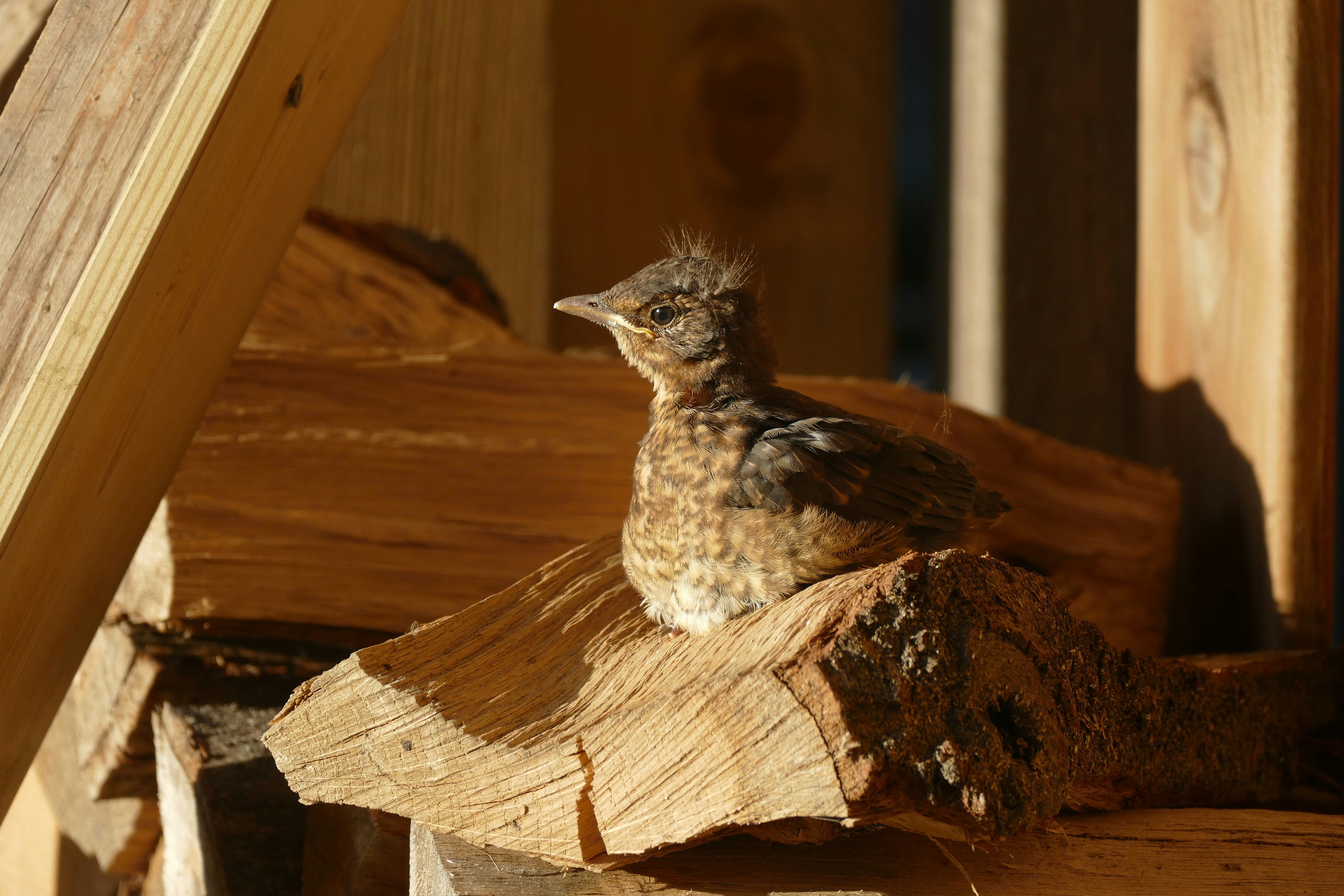 a small bird sitting on a piece of wood