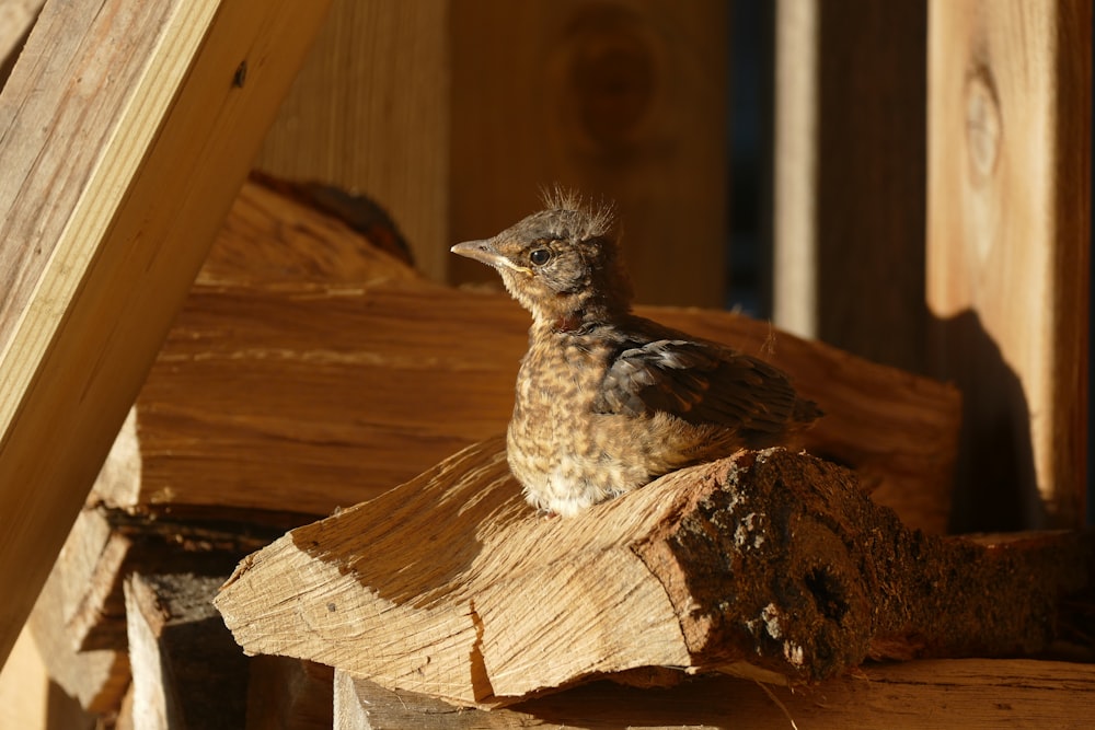a small bird sitting on a piece of wood