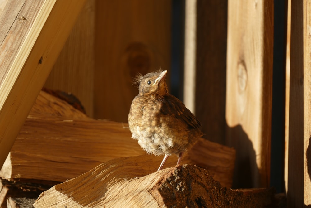 a small bird sitting on top of a piece of wood