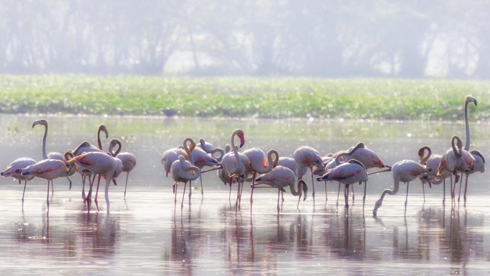 a group of flamingos are standing in the water