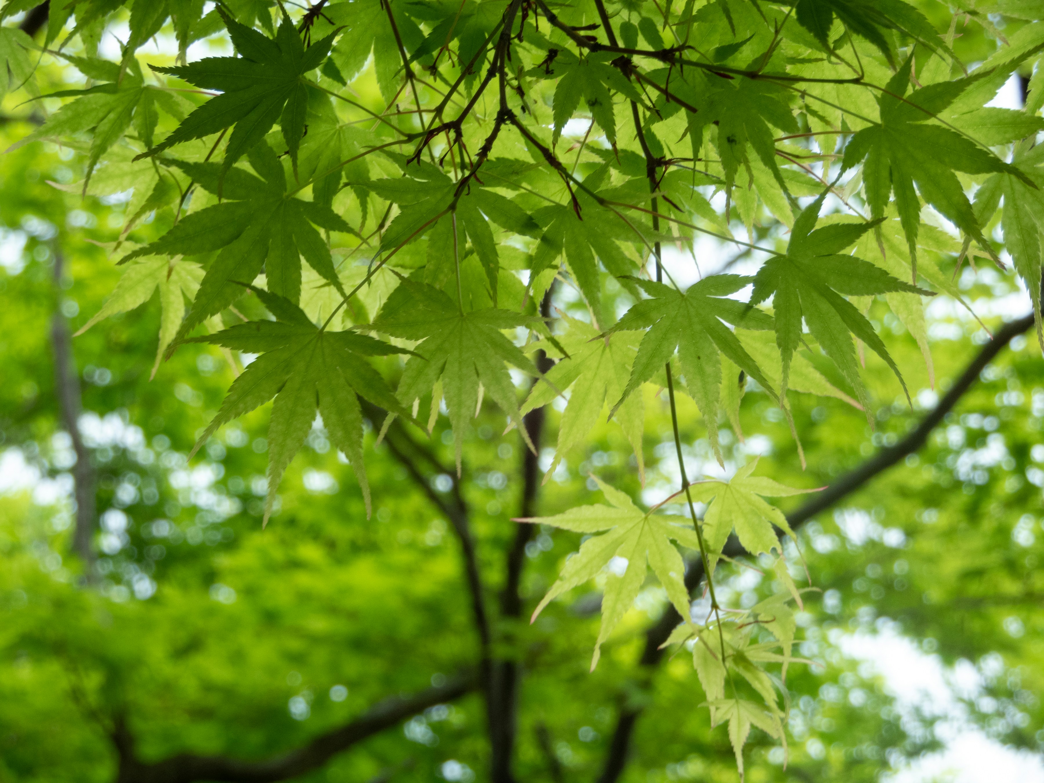 Photo by heppoko_yama