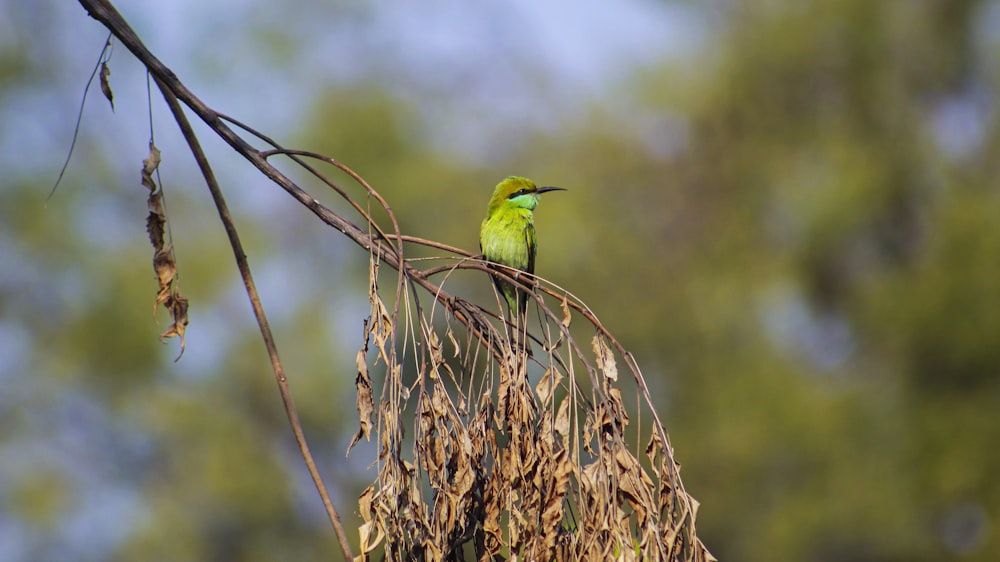 a green bird sitting on top of a dry tree branch