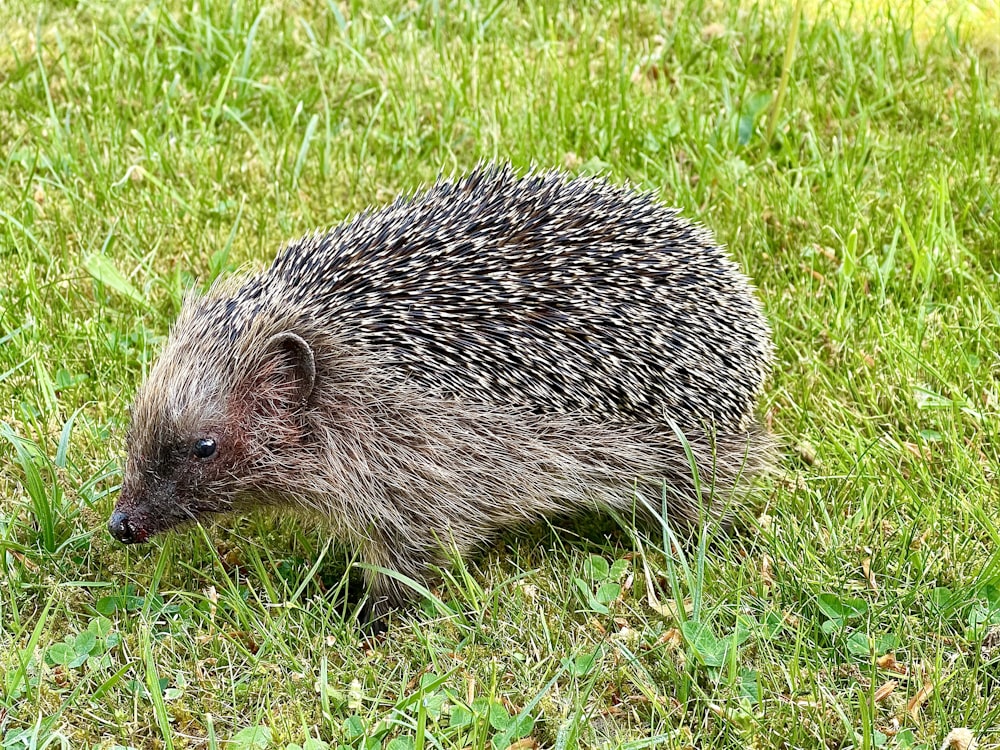 a small hedgehog walking through the grass