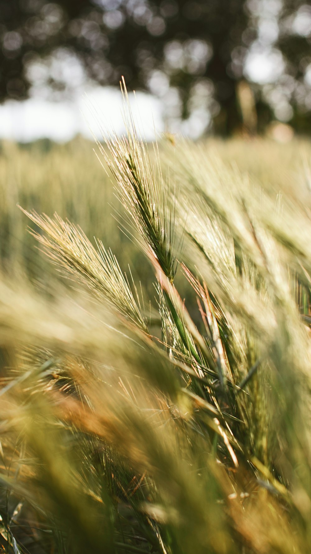 a close up of a grass field with trees in the background