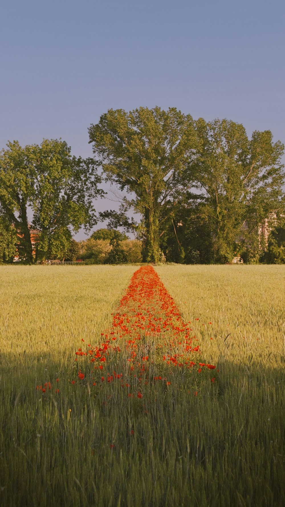 a field with a red cone in the middle of it