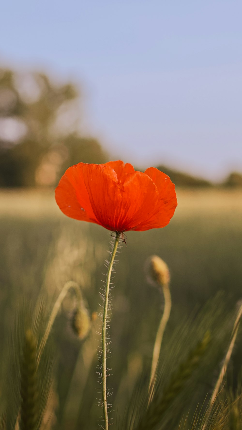 eine einzelne rote Blume in einem Feld mit hohem Gras