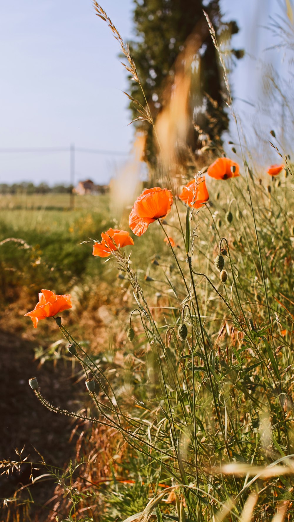 un bouquet de fleurs oranges qui sont dans l’herbe