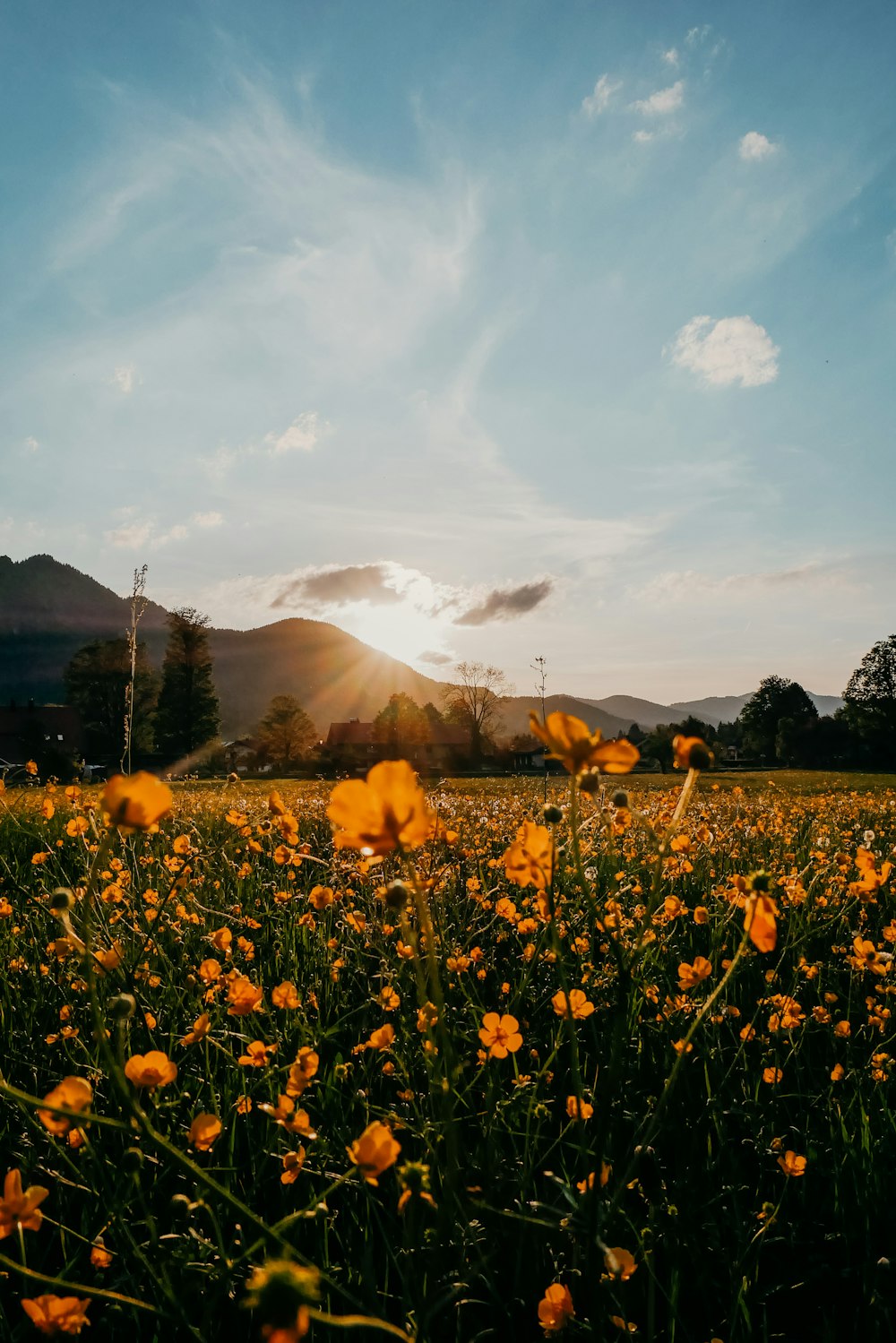 a field full of yellow flowers under a blue sky