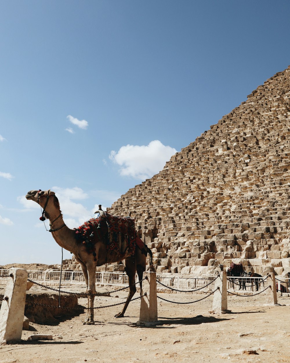 매우 높은 피라미드 앞에 서있는 낙타