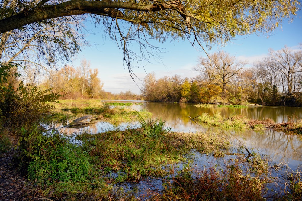 a body of water surrounded by trees and grass