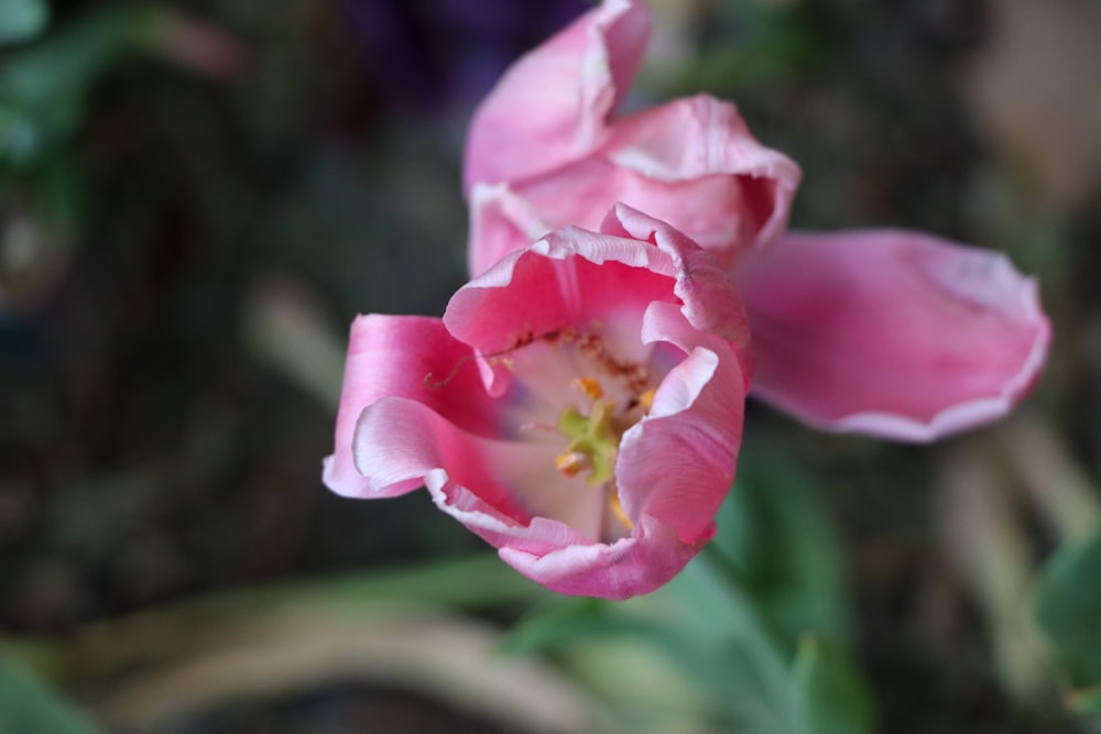 a close up of a pink flower with green leaves