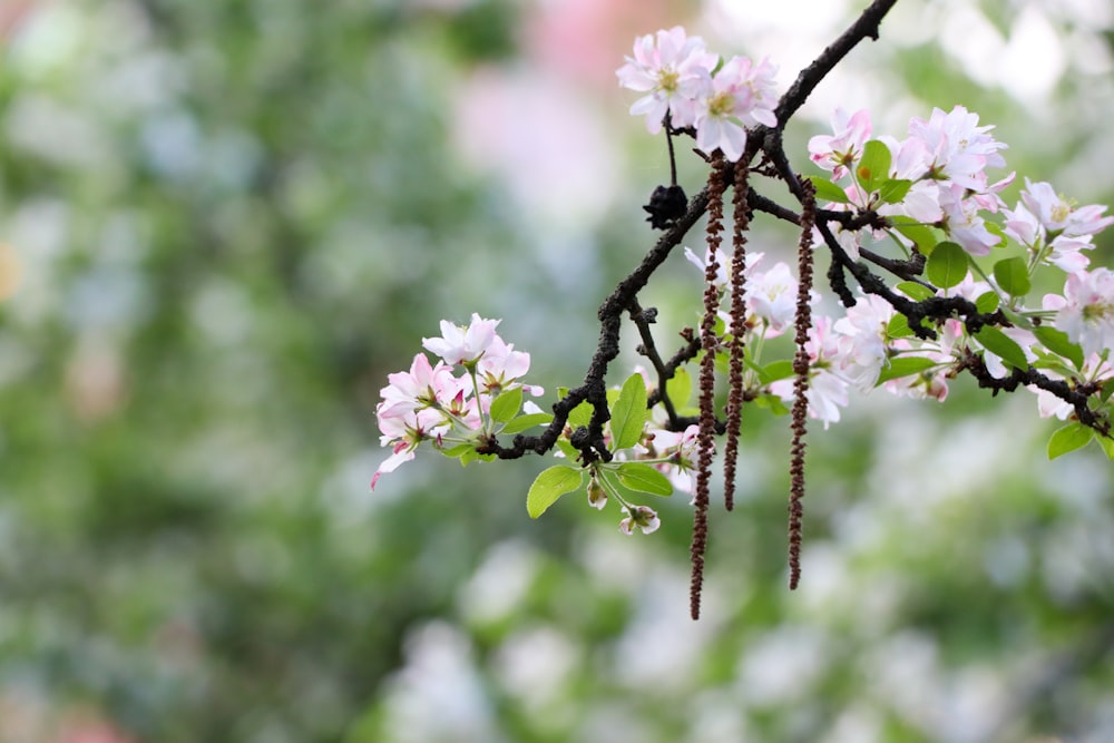 a branch of a tree with white flowers