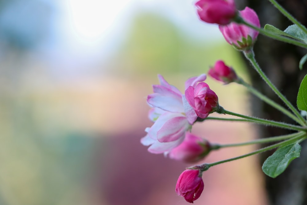 a bunch of pink and white flowers on a tree