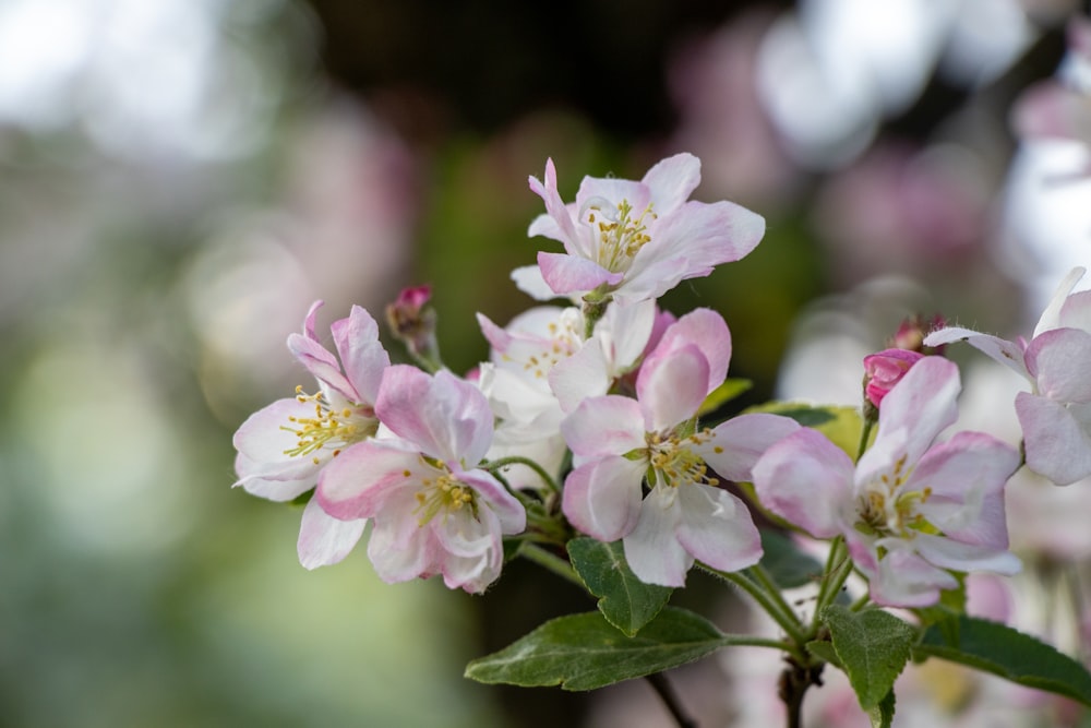 a bunch of flowers that are on a tree