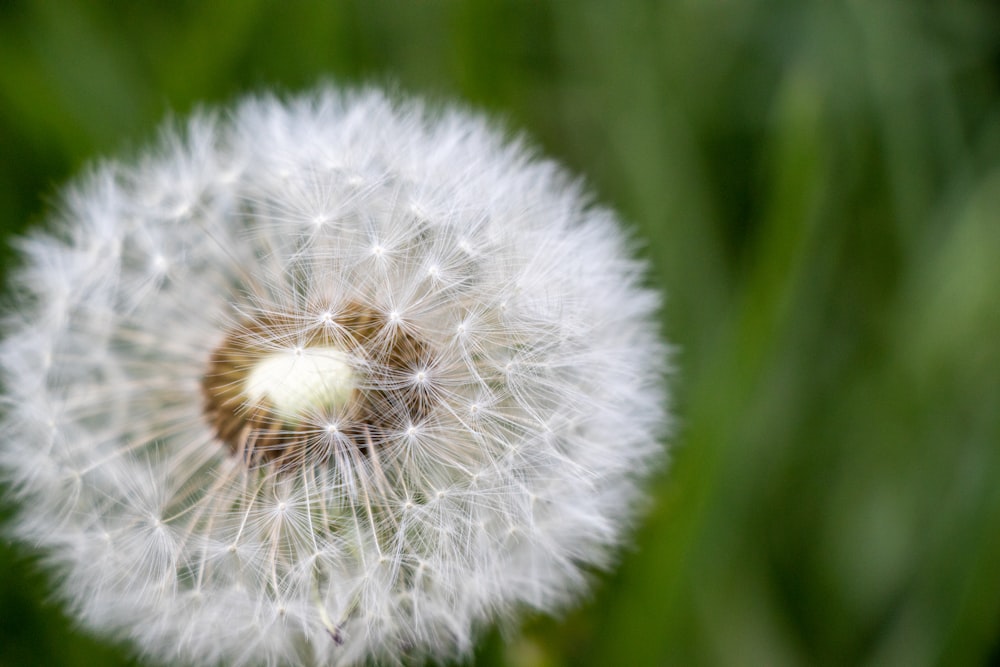 a close up of a dandelion with a blurry background